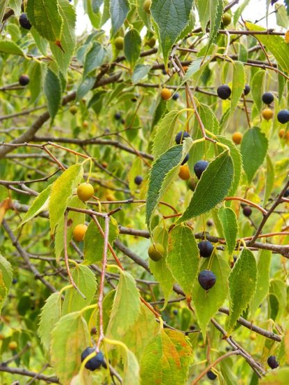 Каркас западный, Celtis occidentalis