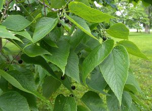 Каркас западный, Celtis occidentalis