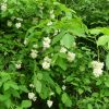 Клекачка перистая, Staphylea pinnata