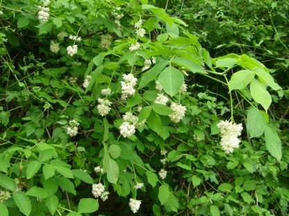 Клекачка перистая, Staphylea pinnata