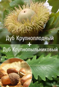 Дуб Тимирязева, Q. macranthera x Q. macrocarpa
