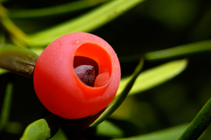 Тис ягодный, Taxus baccata