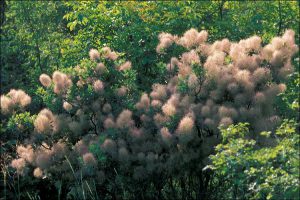 Скумпия кожевенная, Cotinus coggygria