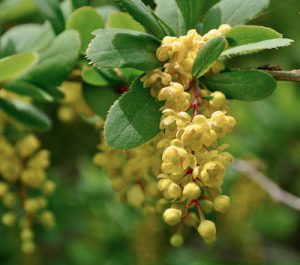 Барбарис амурский, Berberis amurensis