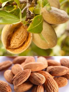 Миндаль сладкий, almond
