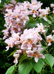 Катальпа Фаргеза форма Дюкло, Catalpa fargesi duclouxii