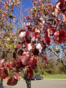 Груша Каллери, Груша Келлера, Pyrus calleryana