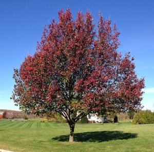 Груша Каллери, Груша Келлера, Pyrus calleryana