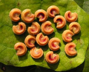 Луносемянник даурский, Menispermum dahuricum