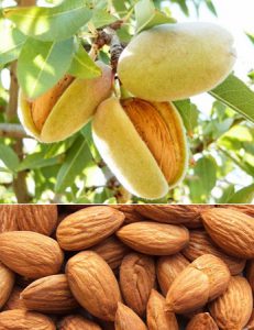 Миндаль, almond