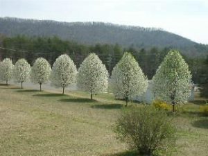 Груша Каллери, Груша Келлера, Pyrus calleryana