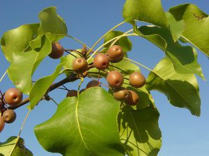 Груша Каллери, Груша Келлера, Pyrus calleryana