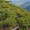 Кедровый стланик, Сосна стланиковая, Pinus pumila