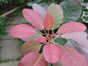Скумпия кожевенная, Cotinus coggygria