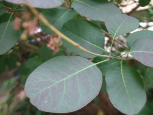 Скумпия кожевенная, Cotinus coggygria