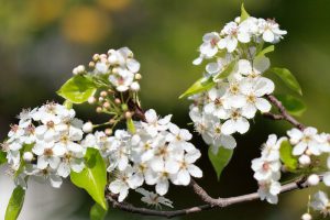 Груша Каллери, Груша Келлера, Pyrus calleryana