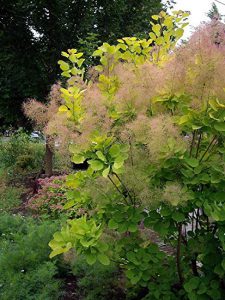 Скумпия кожевенная, Cotinus coggygria