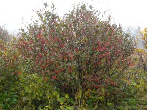 Барбарис амурский, Berberis amurensis