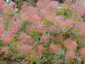 Скумпия кожевенная, Cotinus coggygria