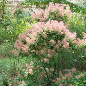 Скумпия кожевенная, Cotinus coggygria