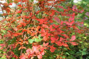 Барбарис, Berberis