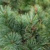 Кедровый стланик, Сосна стланиковая, Pinus pumila