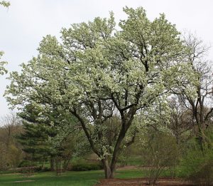 Груша Каллери, Груша Келлера, Pyrus calleryana