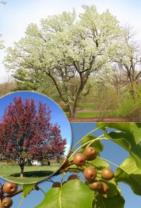 Груша Каллери, Груша Келлера, Pyrus calleryana