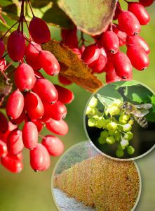Барбарис, Berberis