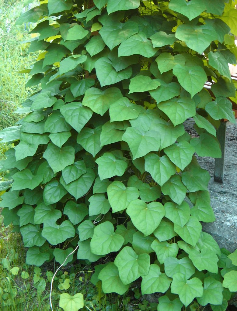 Луносемянник даурский, Menispermum dahuricum