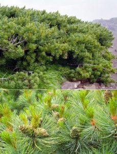 Кедровы стланик, Сосна стланиковая, Pinus pumila