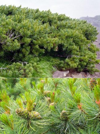 Кедровый стланик, Сосна стланиковая, Pinus pumila