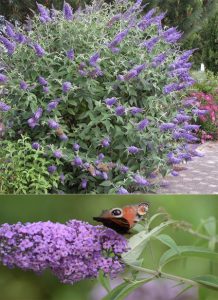 Буддлея давидии, Buddleia davidii