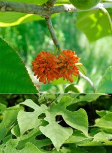 Бруссонетия бумажная, broussonetia papyrifera