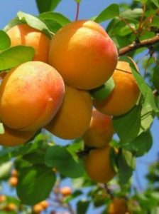 Абрикос, apricot