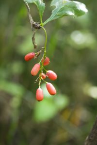 Барбарис амурский, Berberis amurensis