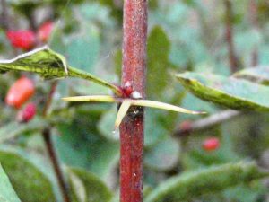 Барбарис амурский, Berberis amurensis