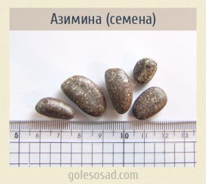 Азимина, семена