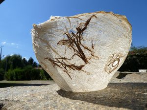 Бруссонетия бумажная, broussonetia papyrifera https://andrea-eimke.com