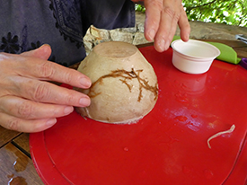 Бруссонетия бумажная, broussonetia papyrifera https://andrea-eimke.com