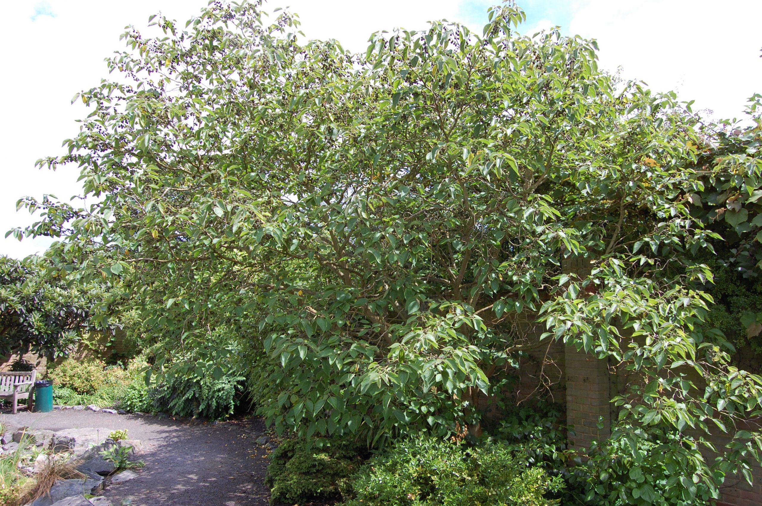 Бруссонетия бумажная, broussonetia papyrifera Бруссонетия бумажная, broussonetia papyrifera