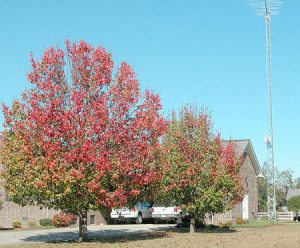 Груша Каллери, Груша Келлера, Pyrus calleryana
