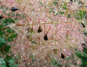 Скумпия кожевенная, Cotinus coggygria