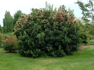 Скумпия кожевенная, Cotinus coggygria