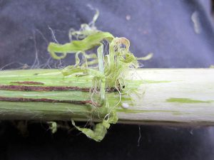 Бруссонетия бумажная, broussonetia papyrifera