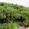 Кедровый стланик, Сосна стланиковая, Pinus pumila