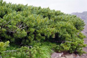 Кедровы стланик, Сосна стланиковая, Pinus pumila