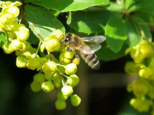 Барбарис амурский, Berberis amurensis