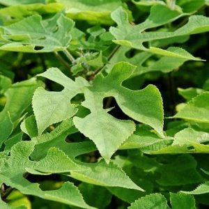 Бруссонетия бумажная, broussonetia papyrifera