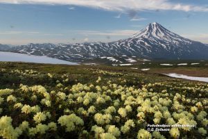 Рододендрон золотистый, Rhododendron aureum